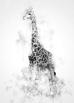 Giraffe Black and White