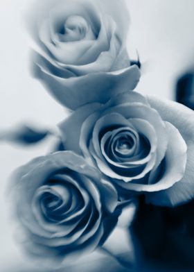 Abstract blue roses