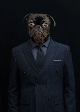 Suit  Up Pug