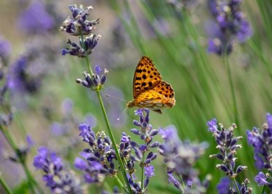 Butterfly on Lavender