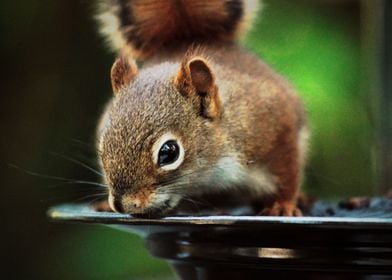 Squirrel