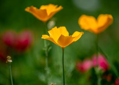 Beautiful Yellow Flower