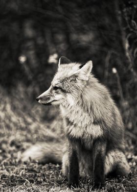 Fox