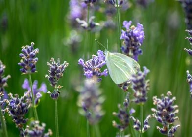 White Butterfly 