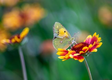 Butterfly on flower