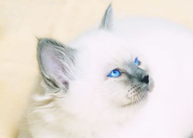 My white kitten