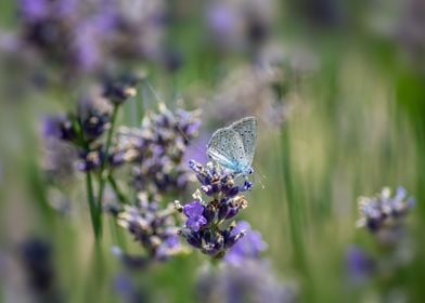 Butterfly on lavender 