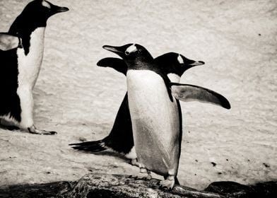 Penguins