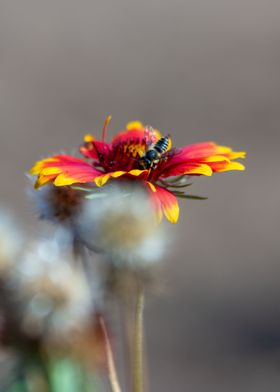 Flower with a bee