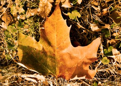 Autumn fallen leaf