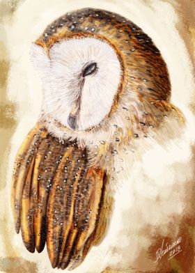 Owl 1