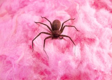 Spider in cotton candy
