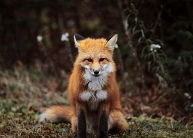 Fox