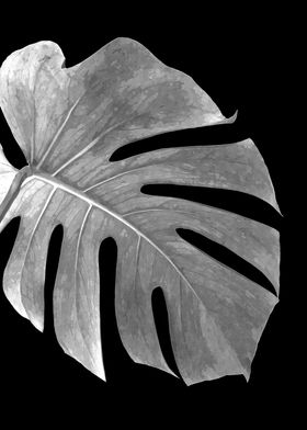 Black White Monstera Leaf