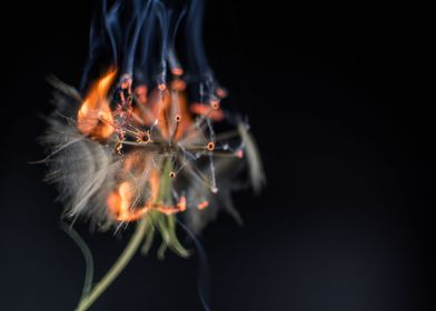 Burning dandelion