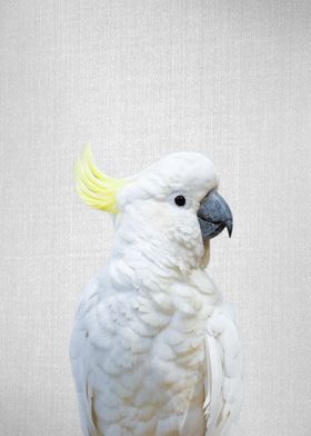 White Cockatoo Colorful