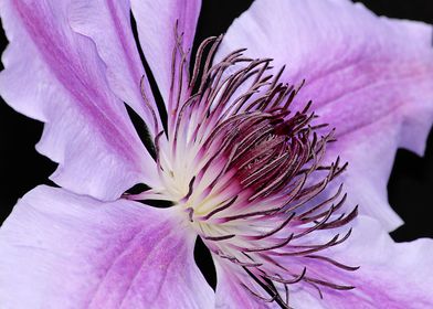 Clematis in Detail 