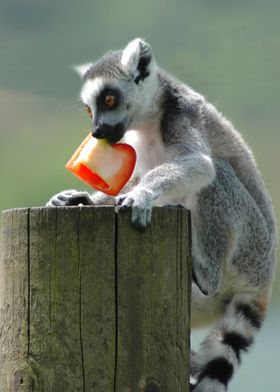 Cute Lemur Baby 