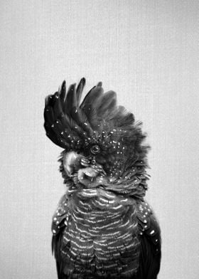 Black Cockatoo BW