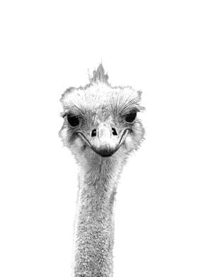 Black and White Ostrich