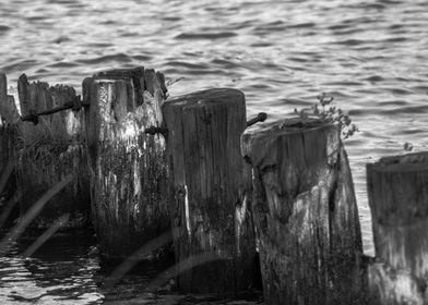 wood logs at the sea