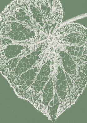 Begonia Leaf