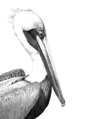 Black and White Pelican