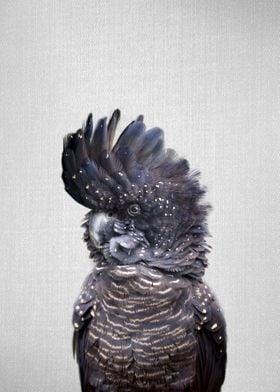 Black Cockatoo Colorful