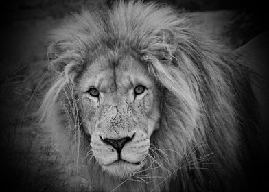 Lion Portrait Big 5