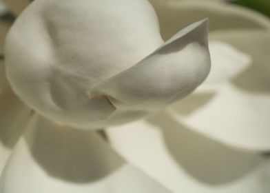 Close up of White Flowers3