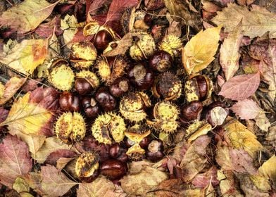 Chestnuts in autumn