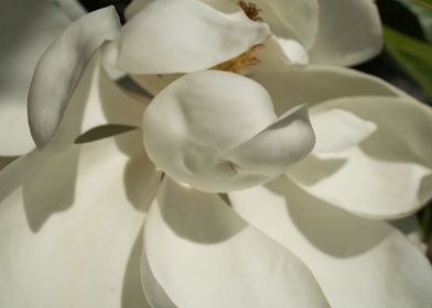 Close up of White Flowers2