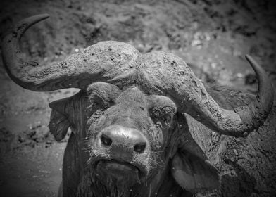 Buffalo Portrait Big 5