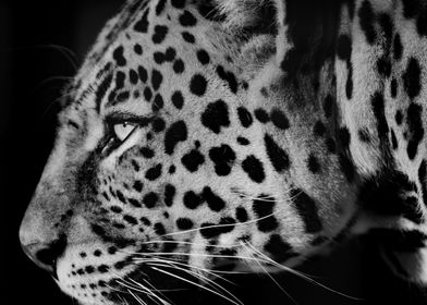 Leopard Portrait Big 5