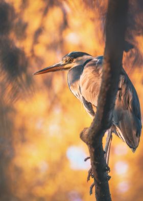 Grey Heron in warm light