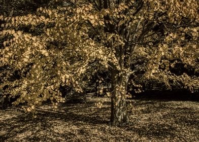 Sepia Tree