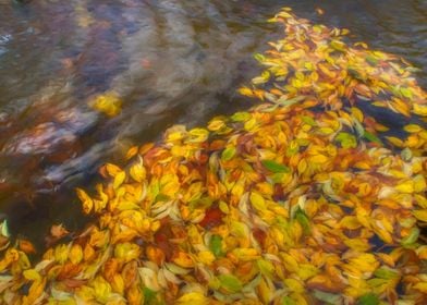 Autumn Pond