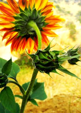 Gerbera Daisy Flower 