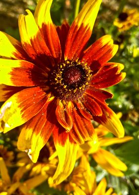 Yellow and Auburn Daisy 