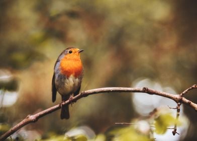 European Robin