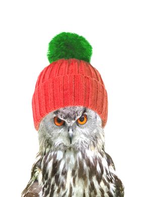 Owl Winter Holidays
