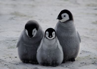 3 Emperor Penguin Chicks