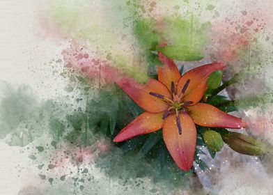 Painted lily