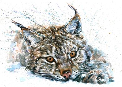 Lynx watercolor painting