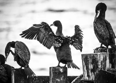 Cormorants