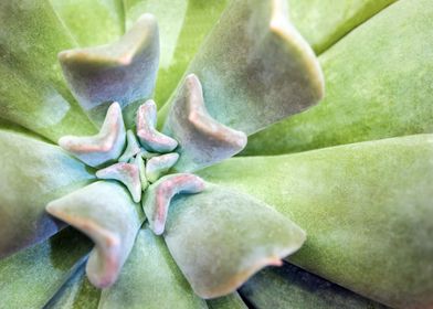 Succulent plant closeup