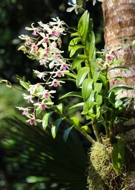 bouquet of orchids in palm