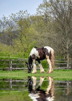 Horse on the lake 