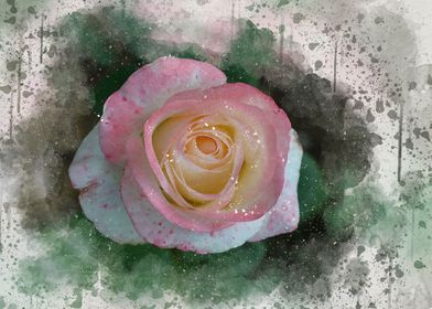 Painted pink rose
