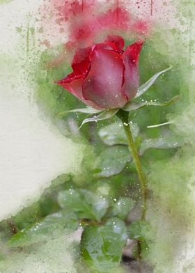 Painted red rose
